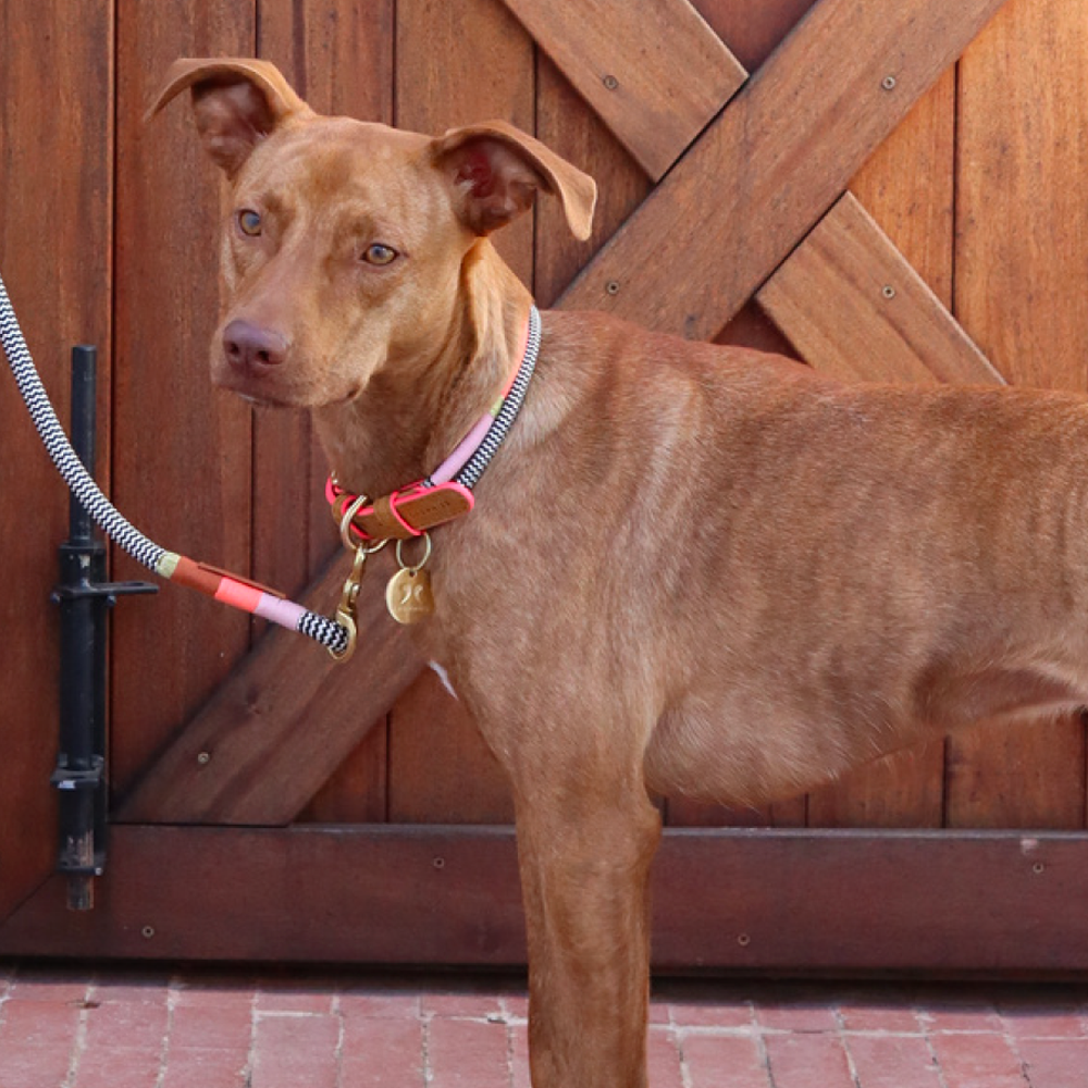 Everyday Rope Dog Leash - Popsicle