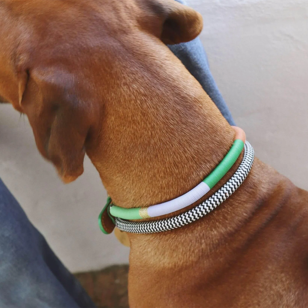 Chommies Adjustable Leather + Rope Dog Collar - Multicolor Spring